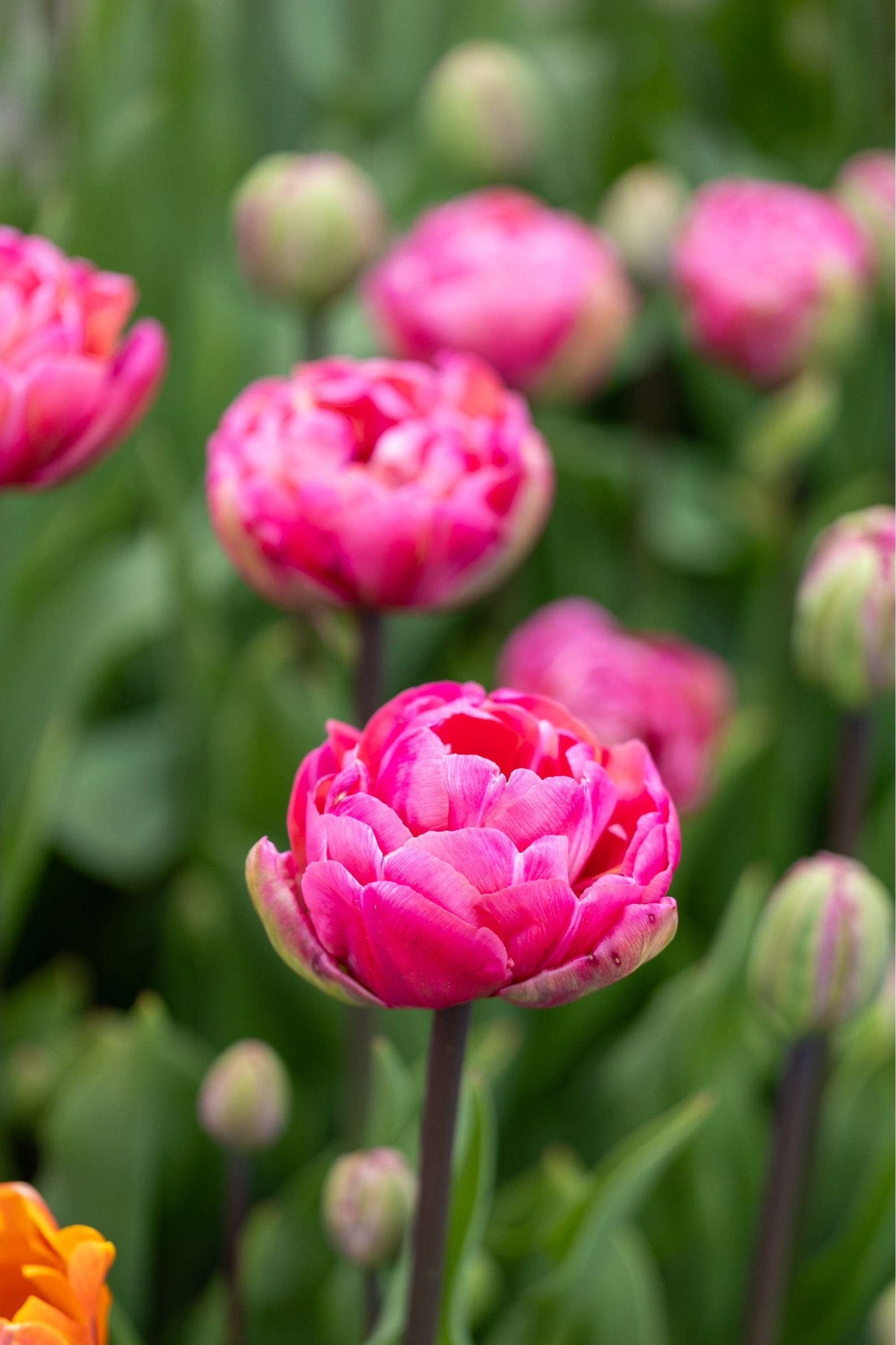 Tulpe 'Amazing Grace'